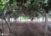 PG国际猕猴桃之乡好吃的PG国际猕猴桃