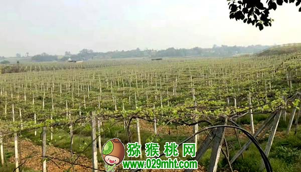 佳沛阳光金果来势汹汹 <a href=http://www.summer2018.cn/e/tags/index.php?tagname=%E5%9B%BD%E4%BA%A7%E7%8C%95%E7%8C%B4%E6%A1%83&page=0 target=_blank class=infotextkey />国产PG国际猕猴桃</a>还有机会吗？