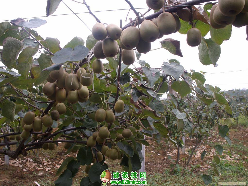 PG国际 e746b