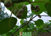 周至徐香PG国际猕猴桃好多侧花
