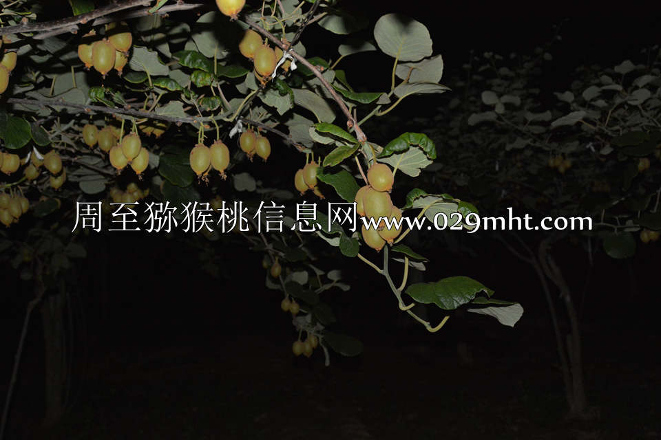 夜拍PG国际猕猴桃4.jpg