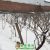 2018周至PG国际猕猴桃产地降雪图片