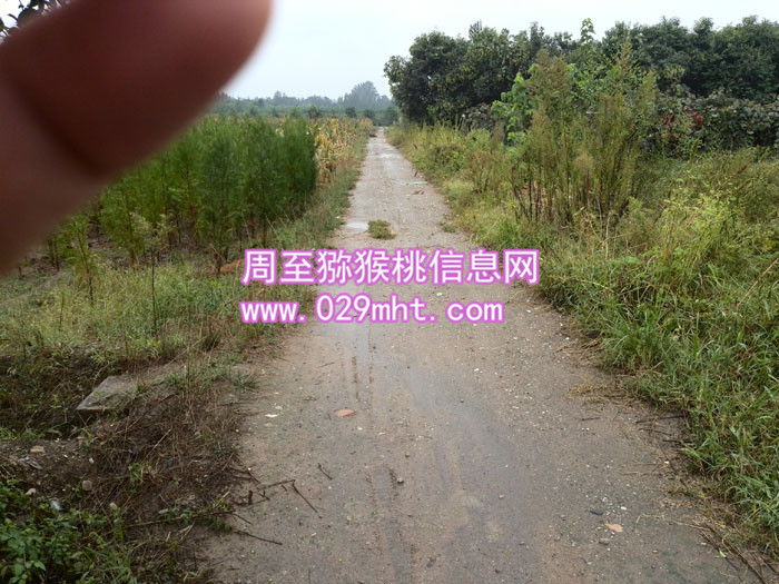 <a href=http://www.summer2018.cn/zhouzhimihoutao/ target=_blank class=infotextkey />周至PG国际猕猴桃</a>基地