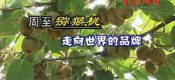 影像周至-周至PG国际猕猴桃报道
