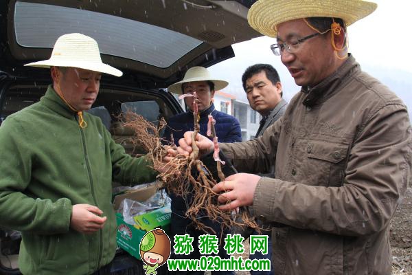 <a href=http://www.summer2018.cn/shanximihoutao/ target=_blank class=infotextkey />陕西PG国际猕猴桃</a>首席科学家刘占德