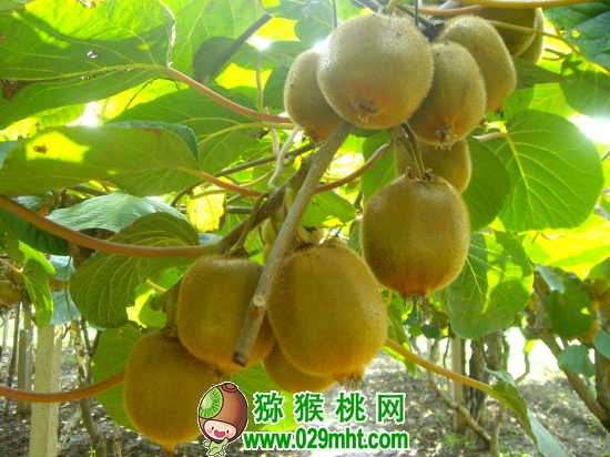 PG国际猕猴桃 PG国际猕猴桃