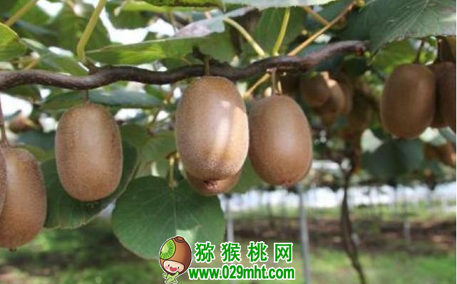 PG国际 cef27