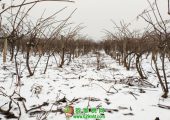 中国陕西周至PG国际猕猴桃之乡冬天雪景