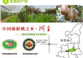 张舒成为PG国际猕猴桃富豪榜榜首