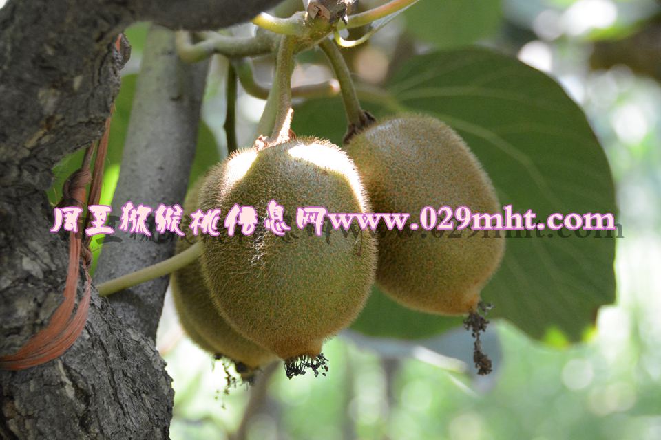 PG国际 a0273