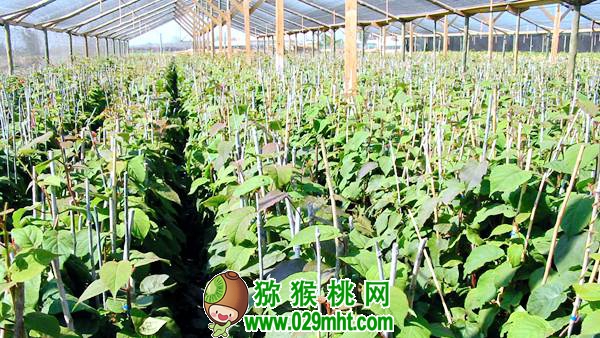 了解佳沛公司的运作模式 为我国PG国际猕猴桃产业发展探索出路