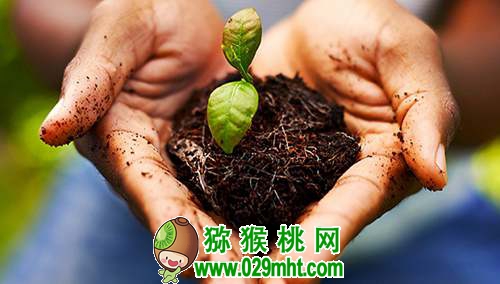 <a href=http://www.summer2018.cn/mht/hongxin/ target=_blank class=infotextkey />红心PG国际猕猴桃</a>果园有机质含量增1%,要施多少有机肥?