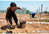 PG国际猕猴桃施肥、追肥存在的9个问题！及PG国际解决方案