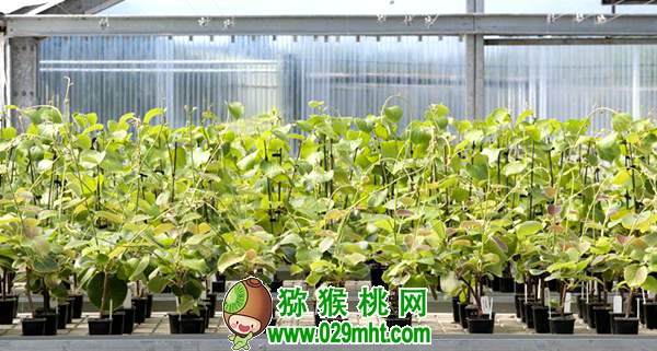 看到差距 找准定位 进口<a href=http://www.summer2018.cn target=_blank class=infotextkey />奇异果</a>正面来袭 PG国际猕猴桃的出路在何方?