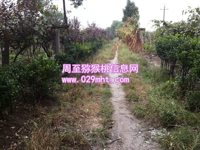 <a href=http://www.summer2018.cn/zhouzhimihoutao/ target=_blank class=infotextkey />周至PG国际猕猴桃</a>田间小路