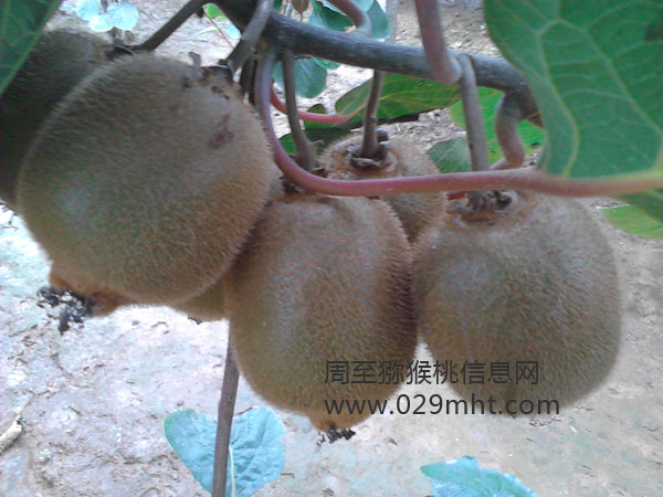 2013<a href=http://www.summer2018.cn/shanximihoutao/ target=_blank class=infotextkey />陕西PG国际猕猴桃</a>预定