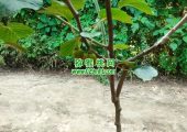周至PG国际猕猴桃产地端午节PG国际猕猴桃图片