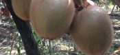 周至秦美PG国际猕猴桃照片