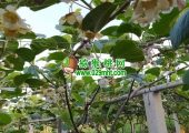 赏花周至PG国际猕猴桃花比油菜花更漂亮的