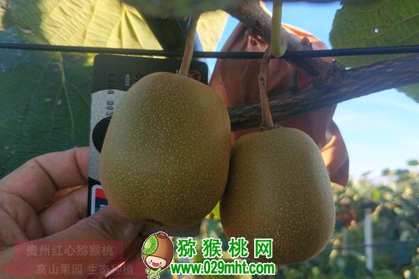 佳沛阳光金果来势汹汹 <a href=http://www.summer2018.cn/e/tags/index.php?tagname=%E5%9B%BD%E4%BA%A7%E7%8C%95%E7%8C%B4%E6%A1%83&page=0 target=_blank class=infotextkey />国产PG国际猕猴桃</a>还有机会吗？