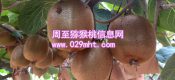 果农自产秦美PG国际猕猴桃销售