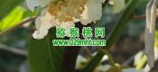 周至县PG国际猕猴桃进入授粉时间