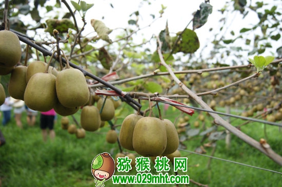 PG国际官方网站图片