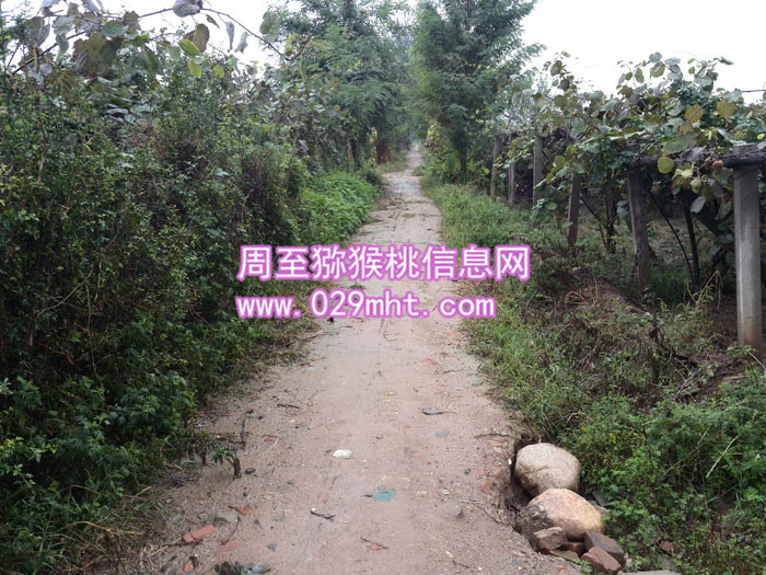 PG国际猕猴桃