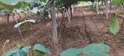 雨后周至PG国际猕猴桃原生态果园图片，记录106