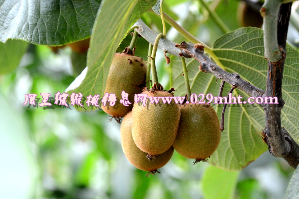 <a href=http://www.summer2018.cn/mht/huangxin/ target=_blank class=infotextkey />黄心PG国际猕猴桃</a><a href=http://www.summer2018.cn target=_blank class=infotextkey>奇异果</a>图片8.jpg