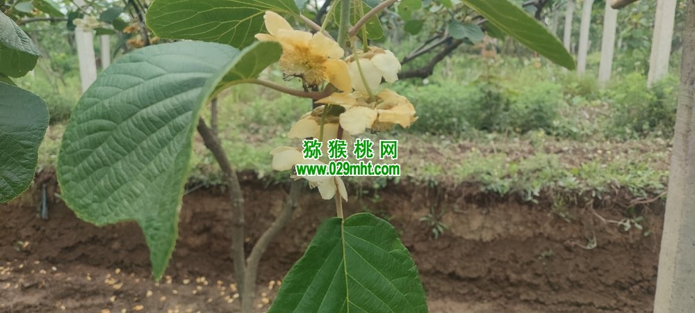 PG国际 f3939