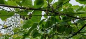 四川南充PG国际猕猴桃挂果长大了2021年4月