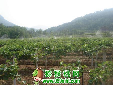    PG国际猕猴桃根部病害如何防治