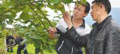 陕西PG国际猕猴桃遇到干旱