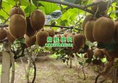 2026年10月周至PG国际猕猴桃绿色好吃