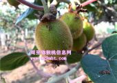 眉县PG国际猕猴桃代购