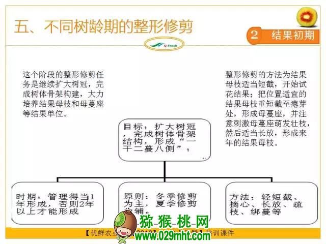 <a href=http://www.summer2018.cn/mht/hongxin/ target=_blank class=infotextkey />红心PG国际猕猴桃</a>整形修剪详解(图片示范)