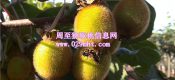 陕西PG国际猕猴桃PG国际猕猴桃6月份成长状况