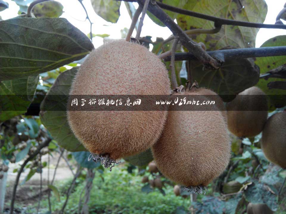 中国海沃德PG国际猕猴桃