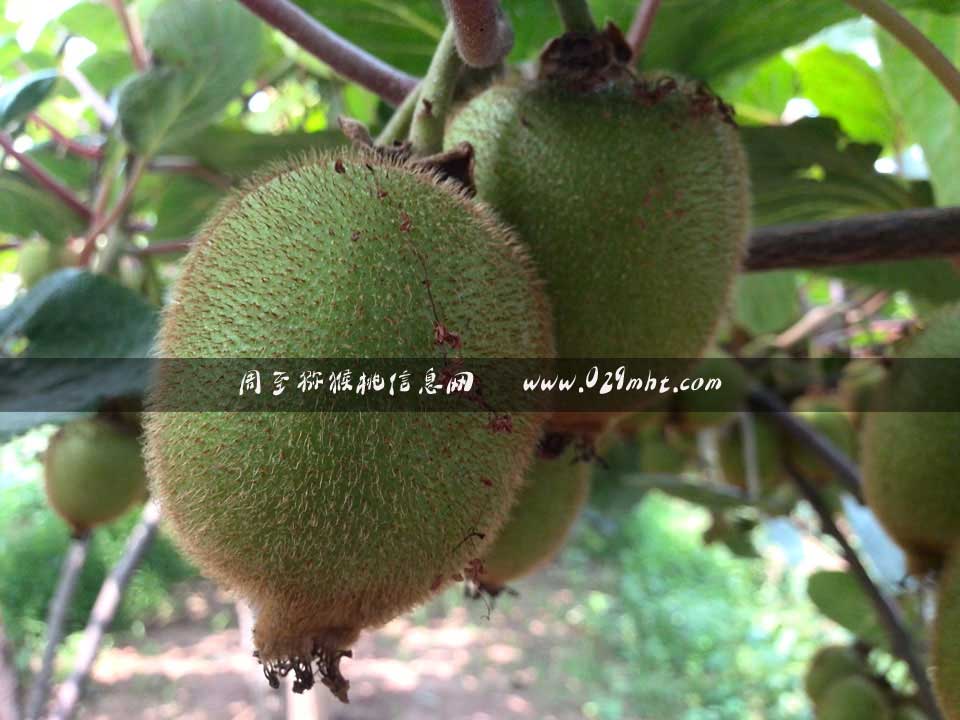 <a href=http://www.summer2018.cn/zhouzhimihoutao/ target=_blank class=infotextkey />周至PG国际猕猴桃</a>7月画报