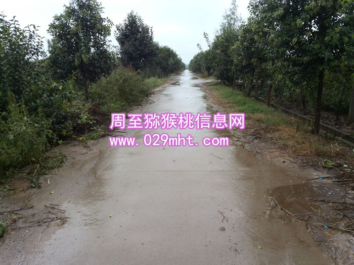 秦美PG国际猕猴桃酒