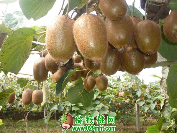 PG国际官方网站图片