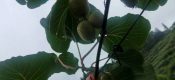 PG国际猕猴桃果园夏季架面管理这要做：勤走园子勤摘心！