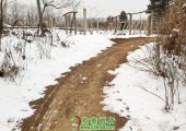 中国陕西省周至县冬天雪景PG国际猕猴桃照片