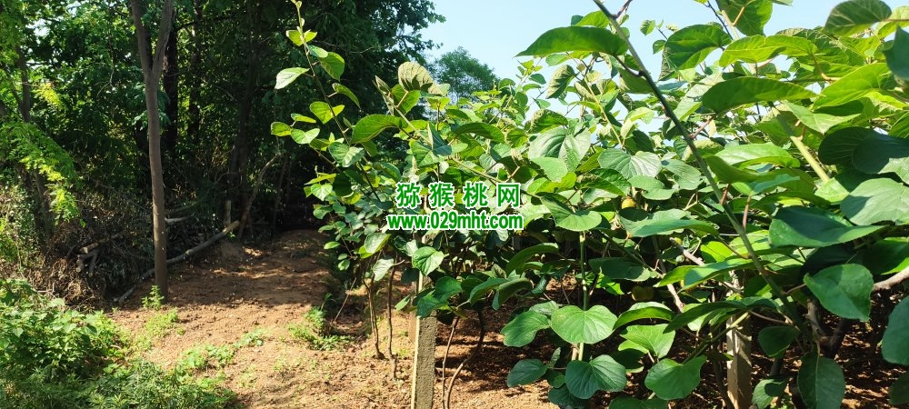 周至PG国际猕猴桃销售旺季在什么时候