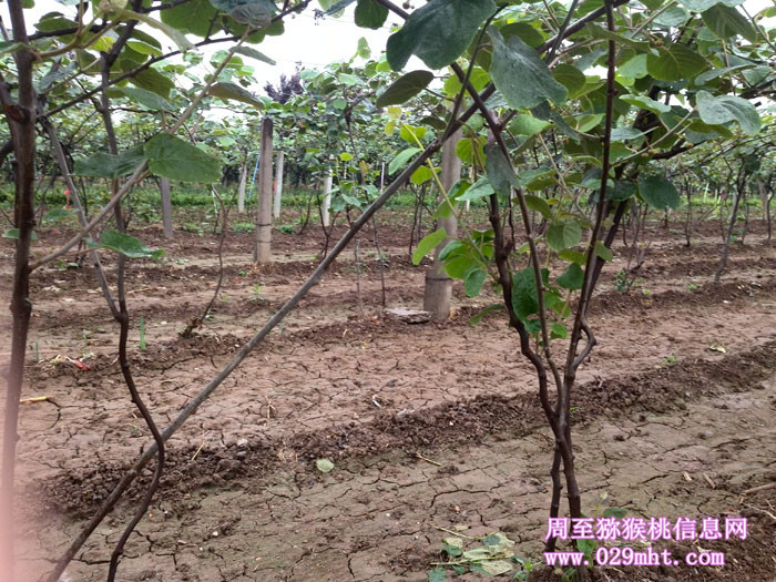 陕西周至PG国际猕猴桃5月花开画报