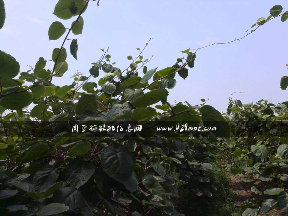 <a href=http://www.summer2018.cn/zhouzhimihoutao/ target=_blank class=infotextkey />周至PG国际猕猴桃</a>7月画报