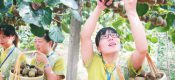 2018国庆节眉县PG国际猕猴桃批发销售
