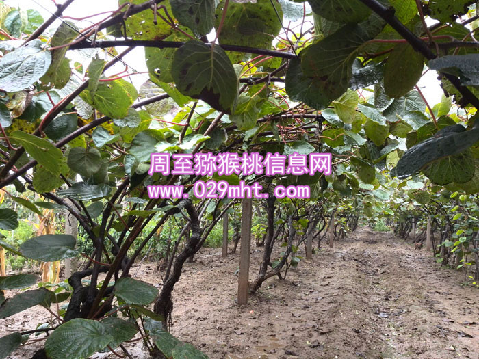 秦美PG国际猕猴桃图片