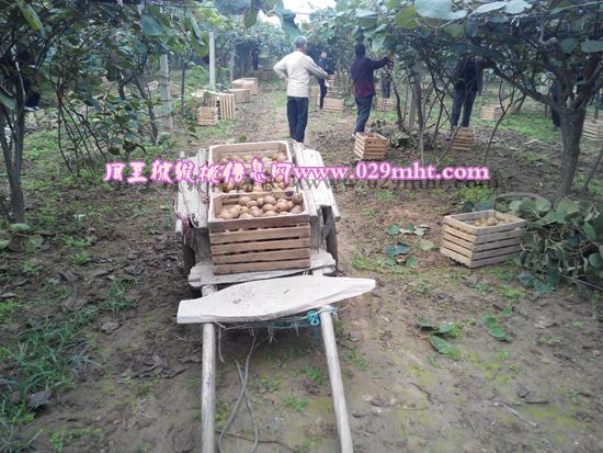 <a href=http://www.summer2018.cn/zhouzhimihoutao/ target=_blank class=infotextkey />周至PG国际猕猴桃</a>产地.jpg